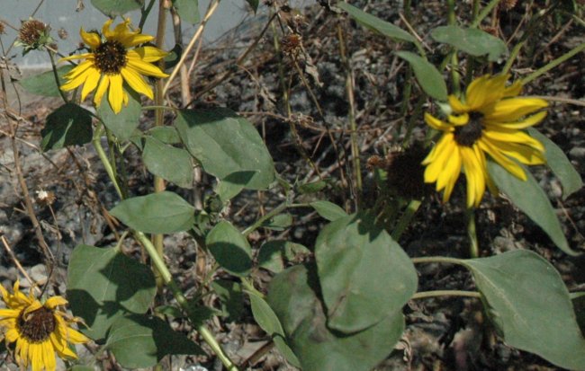 Sunflowers in Cleveland Flats