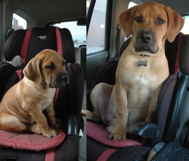 Cane Corso at 8 and 14 weeks